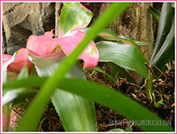 Omaha's Henry Doorly Zoo & Aquarium Zoo - flower