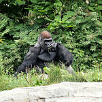 Gorilla Family Ramblings - Zoo