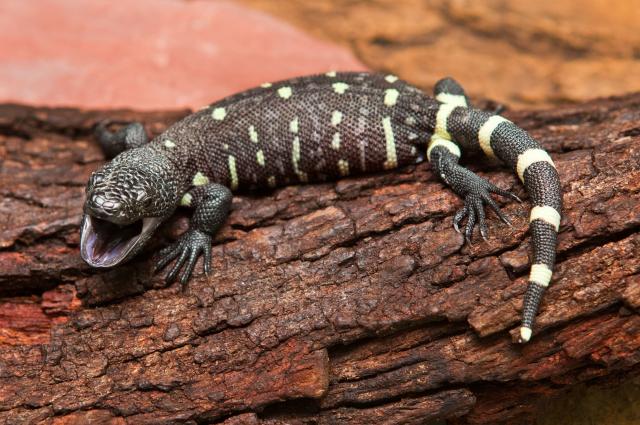 lizard lizard
