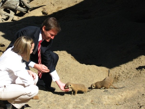 Tampa Bay Area Events: Leigh Steinberg Feeds the Meerkats Tampa Bay Area Events: Leigh Steinberg Feeds the Meerkats