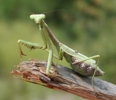 bugs out bugs out
