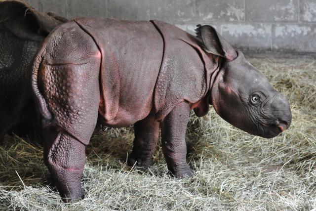 new rhino at the Zoo! new rhino at the Zoo!