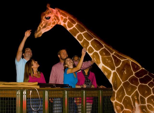 busch gardens busch gardens