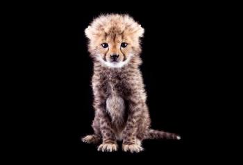 The Cutest baby cheetah EVER The Cutest baby cheetah EVER