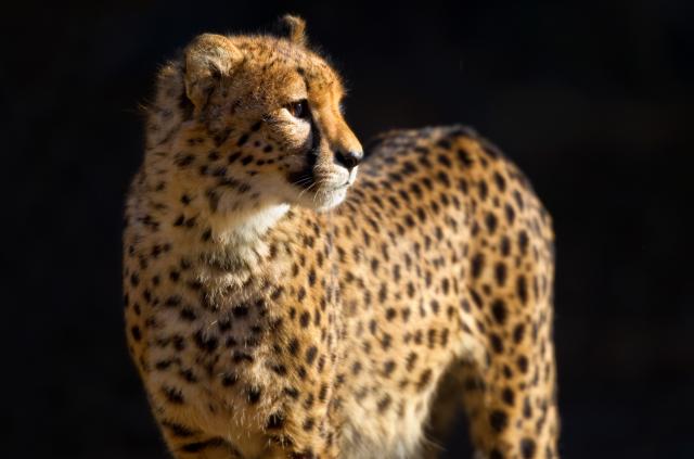 cheetah cheetah