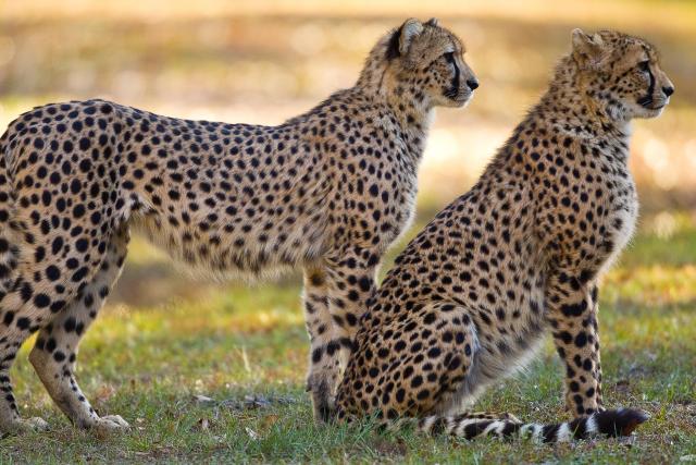 cheetah 2 cheetah 2