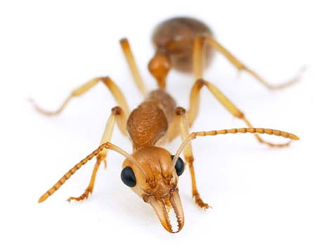 ant ant