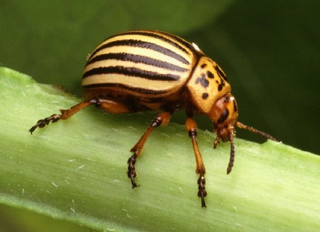 beetle beetle