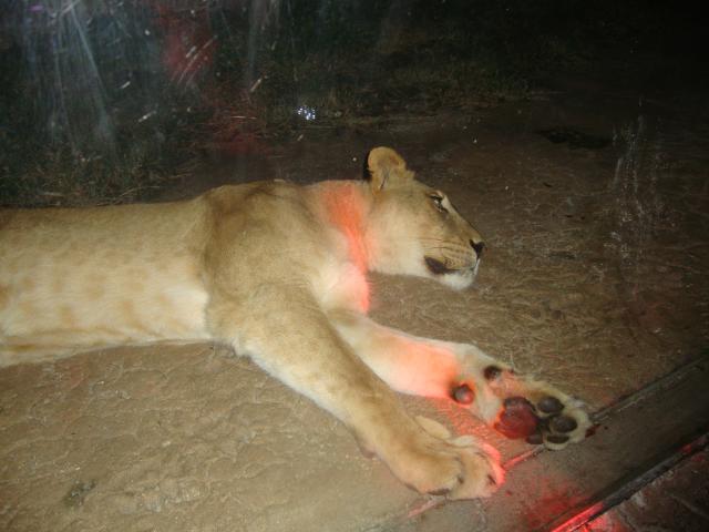 A Lioness Takign a Nap... Images Courtesy of Colleen O'Hara A Lioness Takign a Nap... Images Courtesy of Colleen O'Hara