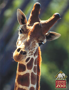 Now that is one Handsome Giraffe... Now that is one Handsome Giraffe...