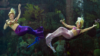 Weeki Wachee Mermaids at the Florida Aquarium Weeki Wachee Mermaids at the Florida Aquarium