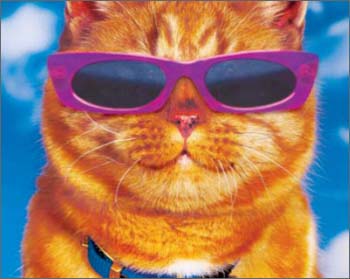 Cat Sunglasses Cat Sunglasses