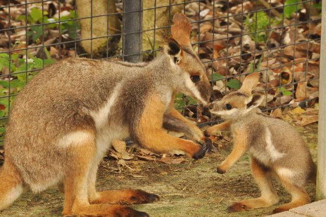 Marsupials at Lowry Park Zoo Marsupials at Lowry Park Zoo