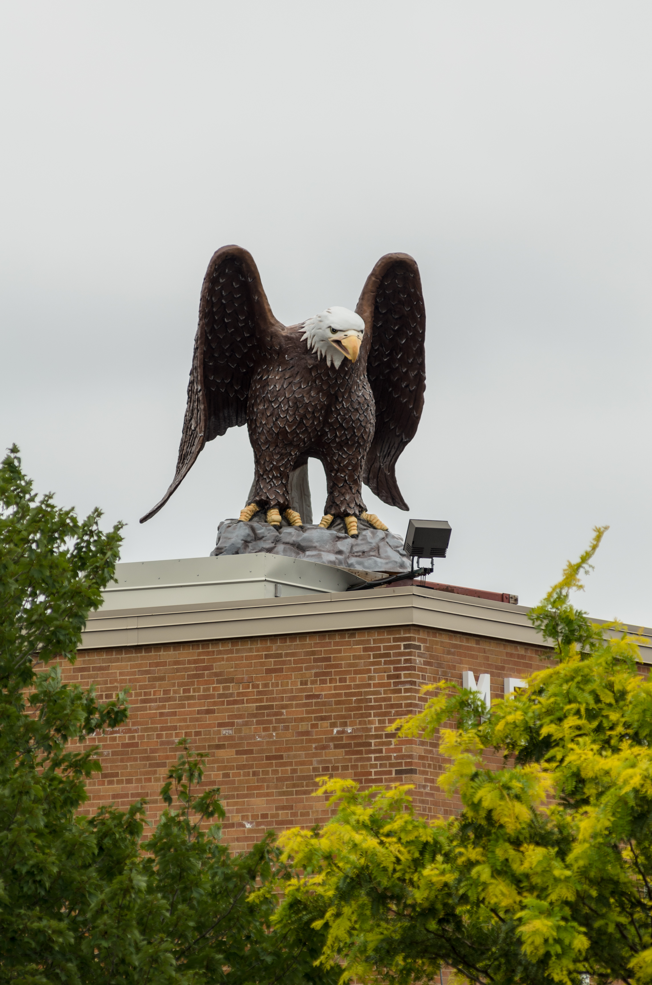 Old Abe stands guard atop Eau Claire Memorial High School, where she is the school mascot. Photo by Lee Butterworth/Volume One