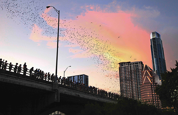 South Congress Bat Bridge