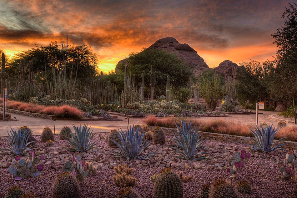 phoenix botanical garden night