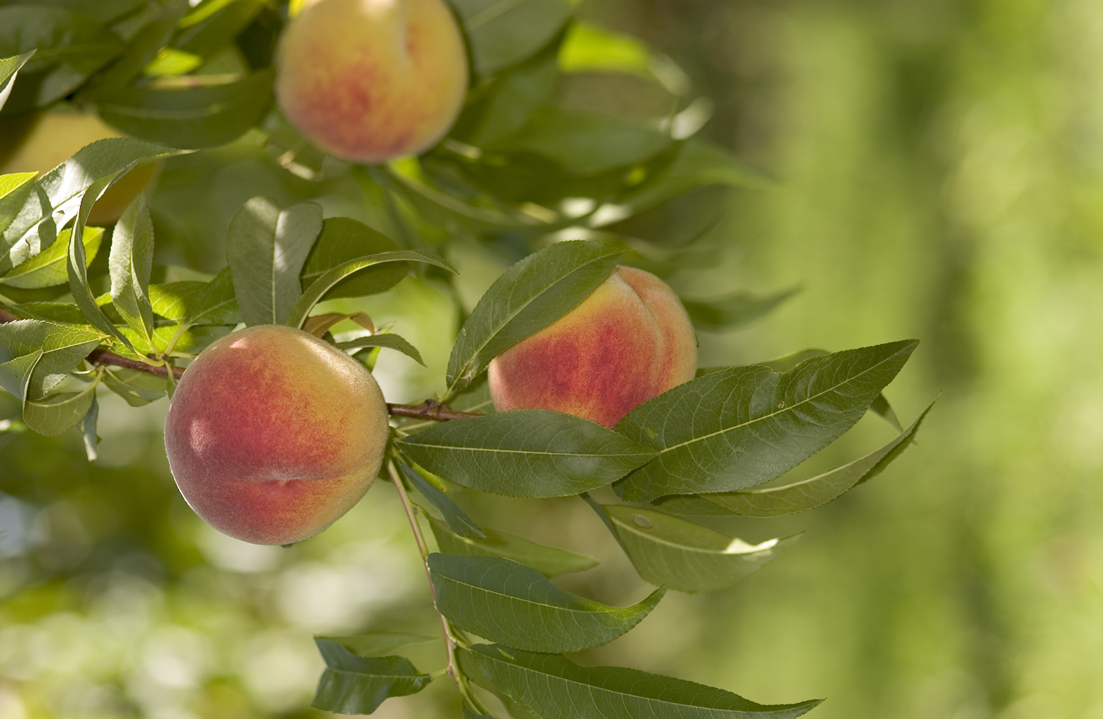 Kelowna peaches
