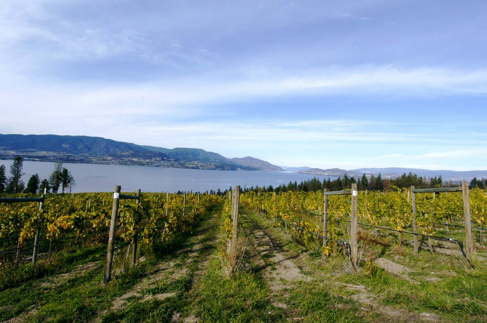 Kelowna - Fall vineyard