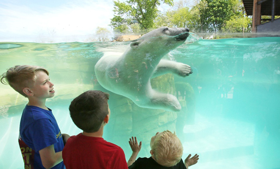 Dine with a polar bear