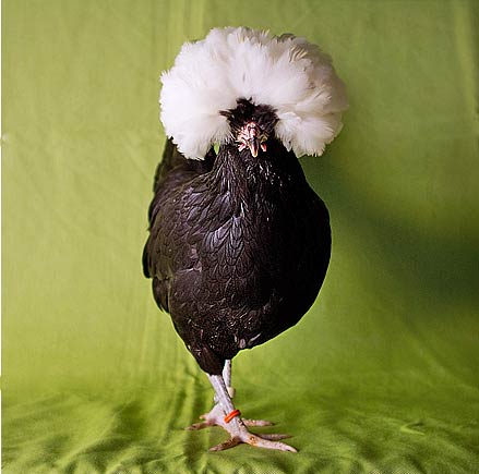 Sassy Chicken