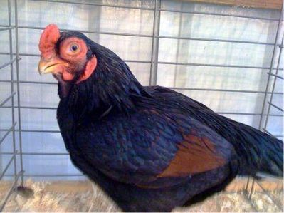 Dark Cornish Male by Matthew Phillips