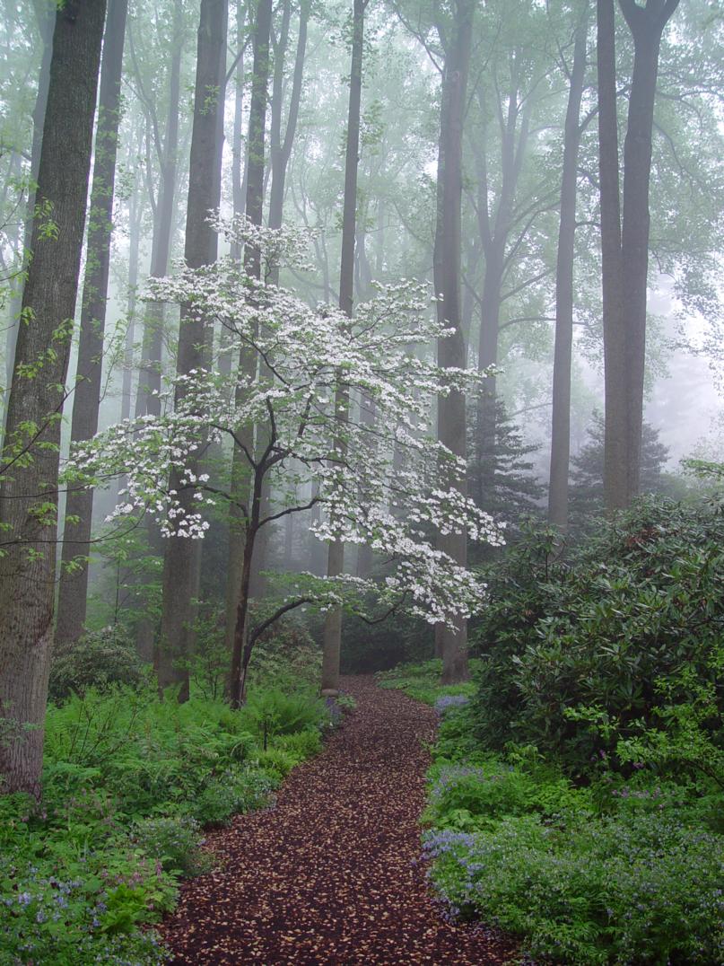 Mt Cuba Center - Wooded Path