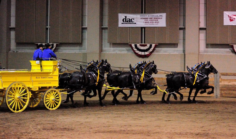 Draft Horse Show Arrives at MSU