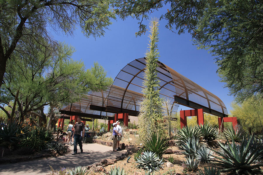 Desert Botanical Garden Phoenix Outdoors Stories