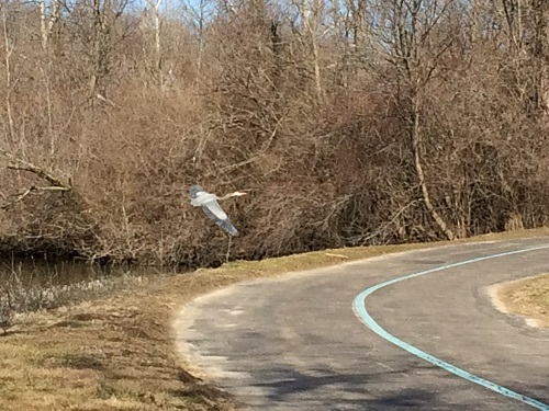One of the sights you may see during the Volksmarch at Hummel Park! Hummel Park blue heron