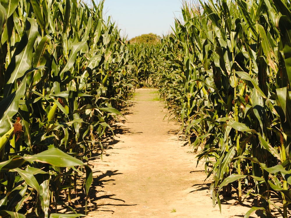 Can you find your way around the 8-acre Corn Maze? Beasley Orchard's Corn Maze, Danville, Indiana