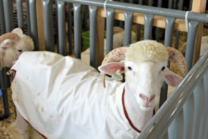 Don't forget to explore the animal barns! Don't forget to explore the animal barns at the Hendricks County 4-H Fair in Danville, Indiana!