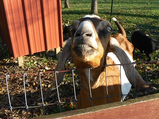 The petting zoo and free-roaming animals at Natural Valley Ranch - always a crowd pleaser. Photo courtesy of Natural Valley Ranch Natural Valley Ranch, Brownsburg, petting zoo, goats, fall