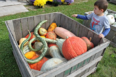 Checking out some cool gourds!
