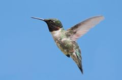 Hummingbird migration set for Aug. 22nd