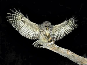 The Moonlit Owl Prowl allows you to experience owls in their natural habitat. Owl in Flight