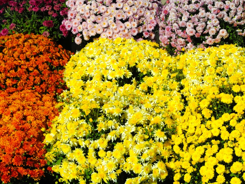 Need some color in your fall gardens? Beasley's Orchard has you covered. Flowers at Beasley's Orchard, Danville, Indiana