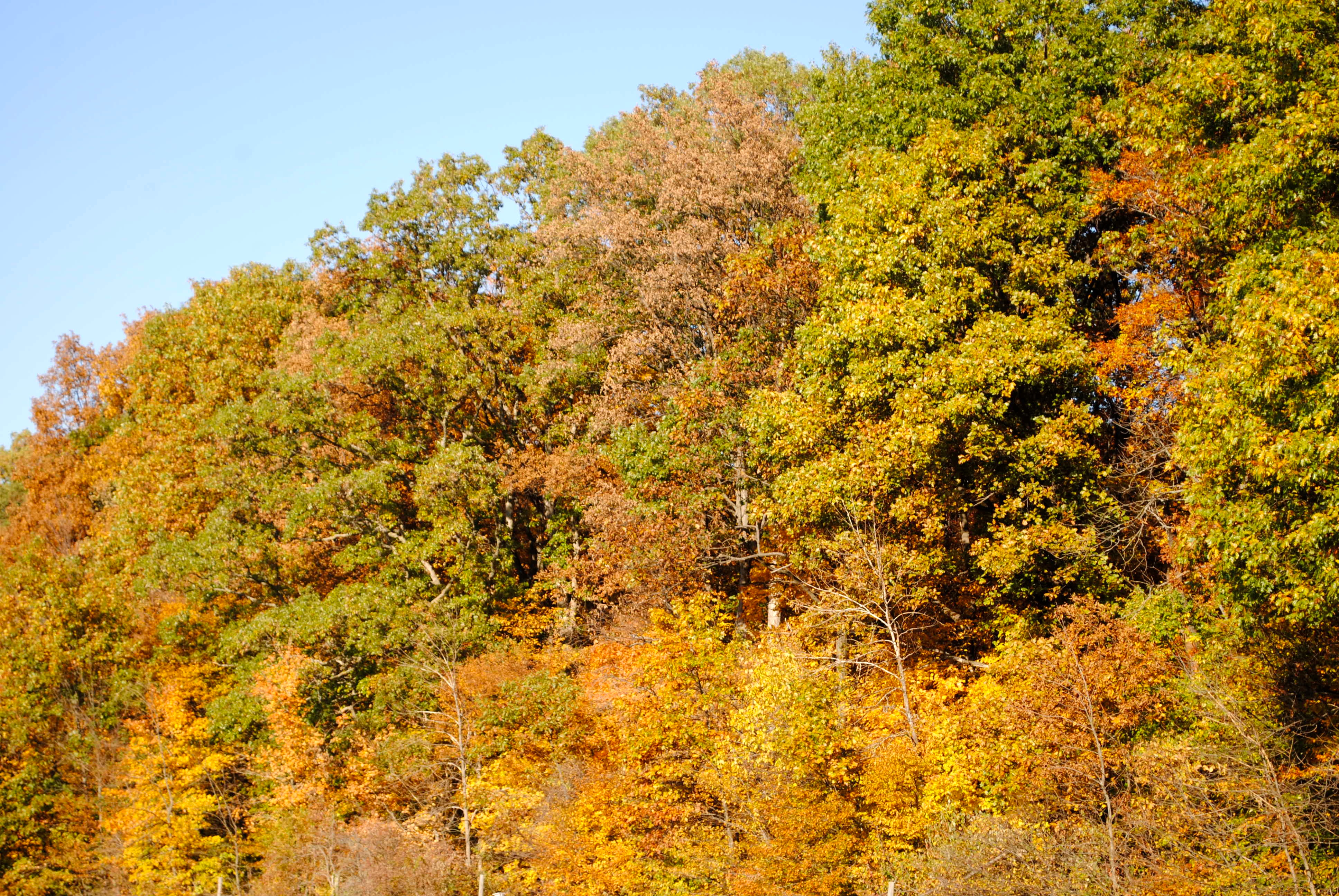 Burnett Woods in Avon explodes with fall color. Burnett Woods Nature Preserve in Avon, Indiana, explodes with fall color.