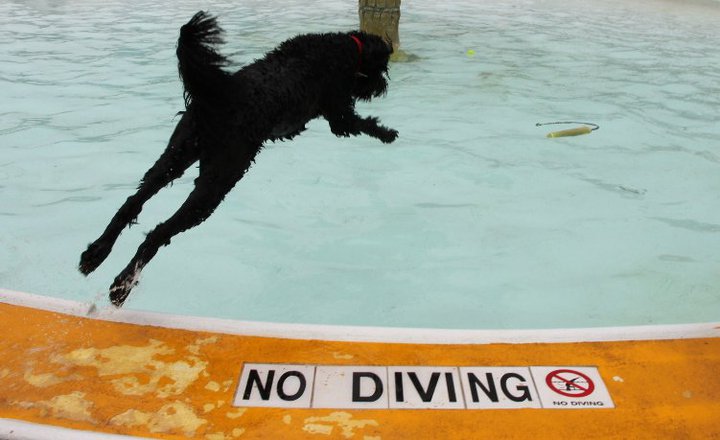 Plainfield Parks & Recreation's 8th Annual Puppy Pool Party will be held Sept. 6-7. (Photo courtesy of Plainfield Parks & Recreation)