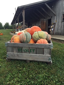 Fresh from the patch...Come pick your pumpkin at Beasley's. Beasley's Orchard, Danville, Farm, Fall, Pumpkins