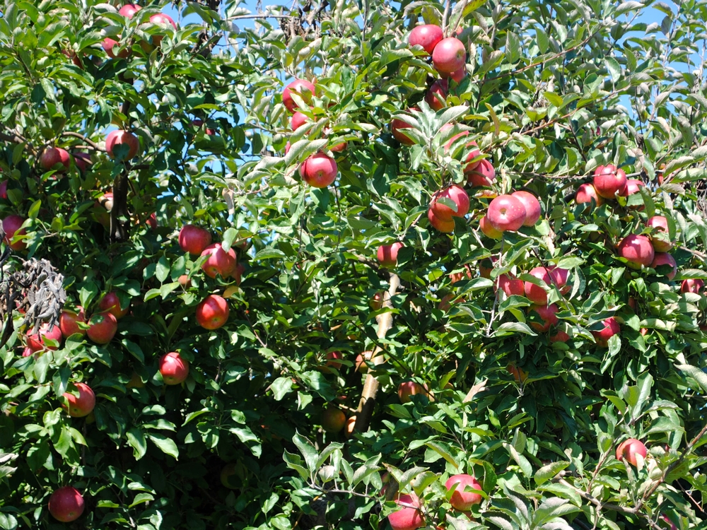 The 2014 Heartland Apple Festival will be held Oct. 4-5 and 11-12 at Beasley's Orchard in Danville. Apple trees at Beasley's Orchard, Danville, Indiana