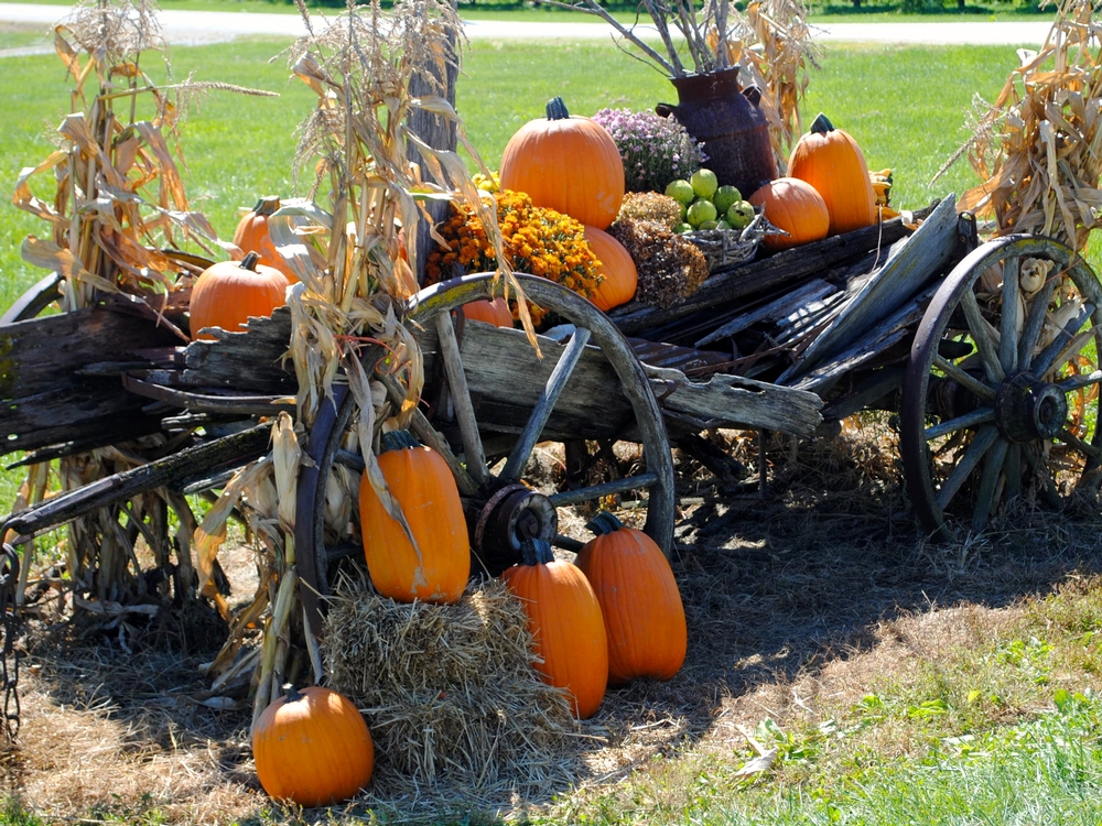 You haven't experienced fall until you've visited Beasley's Orchard in Hendricks County for the Heartland Apple Festival. Fall wagon at Beasley's Orchard in Danville, Indiana