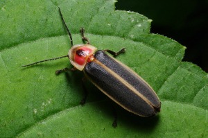 Learn more about these beautiful bugs at the Firefly Night Hike.