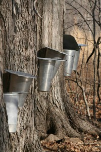 Maple Sirup Days Maple Sirup Days