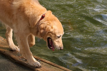Bring your dog to hike on the trails and splash in the creek at McCloud Nature Park this weekend. Bring your dog to hike on the trails and splash in the creek at McCloud Nature Park in North Salem, Indiana