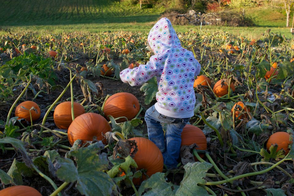Pick a pumpkin for free at Nehemiah Ranch in Avon during Fall Harvest Days. (All photos courtesy of Nehemiah Ranch)