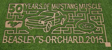 The year's corn maze design celebrates a classic car. Heartland Apple Festival, Beasley's Orchard, corn maze, Mustang Muscle, Danville, Indiana