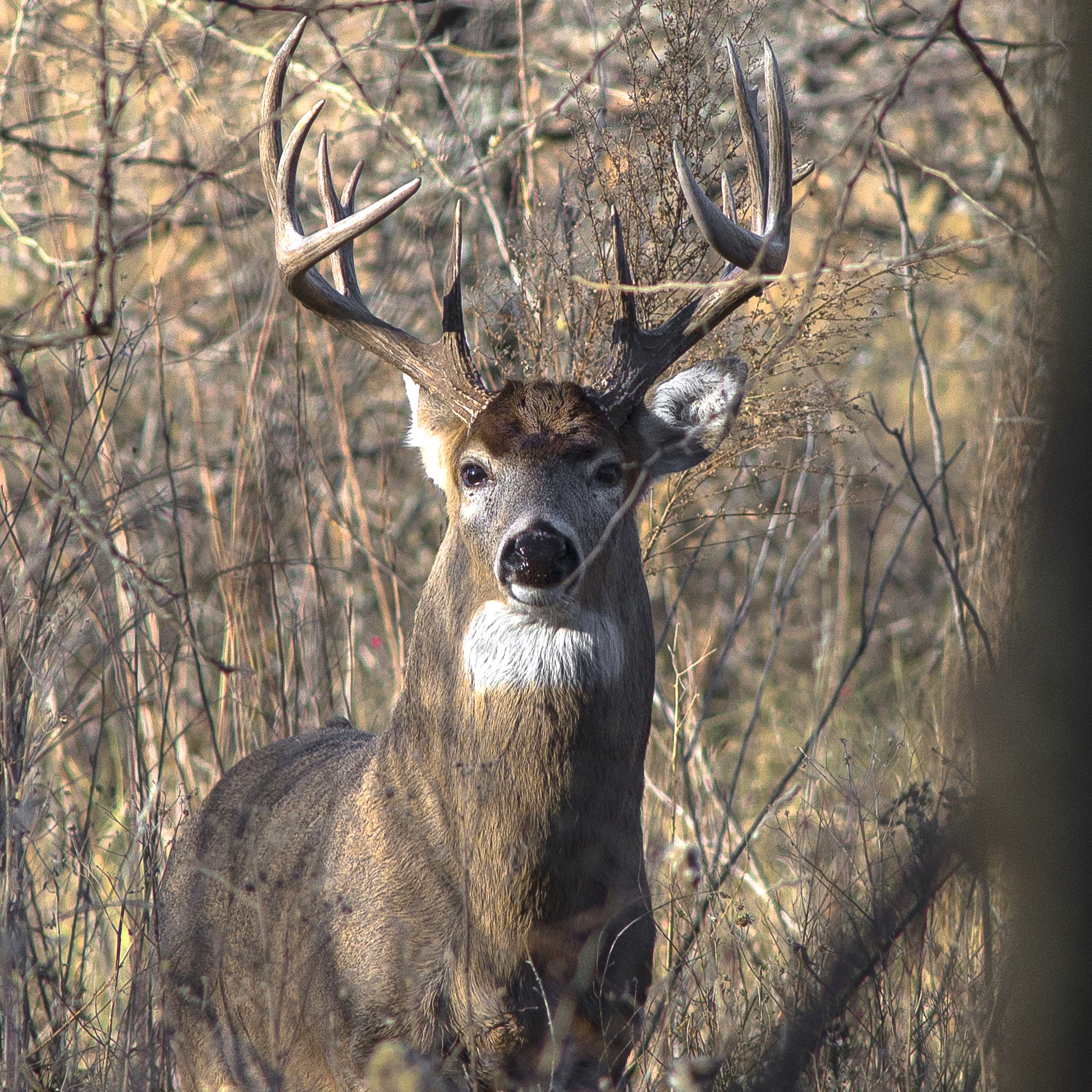 Learn about and search for whitetail deer at Sodalis Nature Park on Saturday, Nov. 14. (Credit: Garett Gabriel)