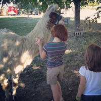 The farm animal experience is something you will want to see at Hogan Farms. Llama at Hogan Farms in Brownsburg, Indiana