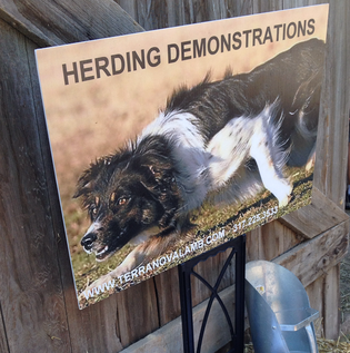 Sheep-herding demonstrations at Hogan Farms in Brownsburg. Hogan Farms in Brownsburg, Indiana