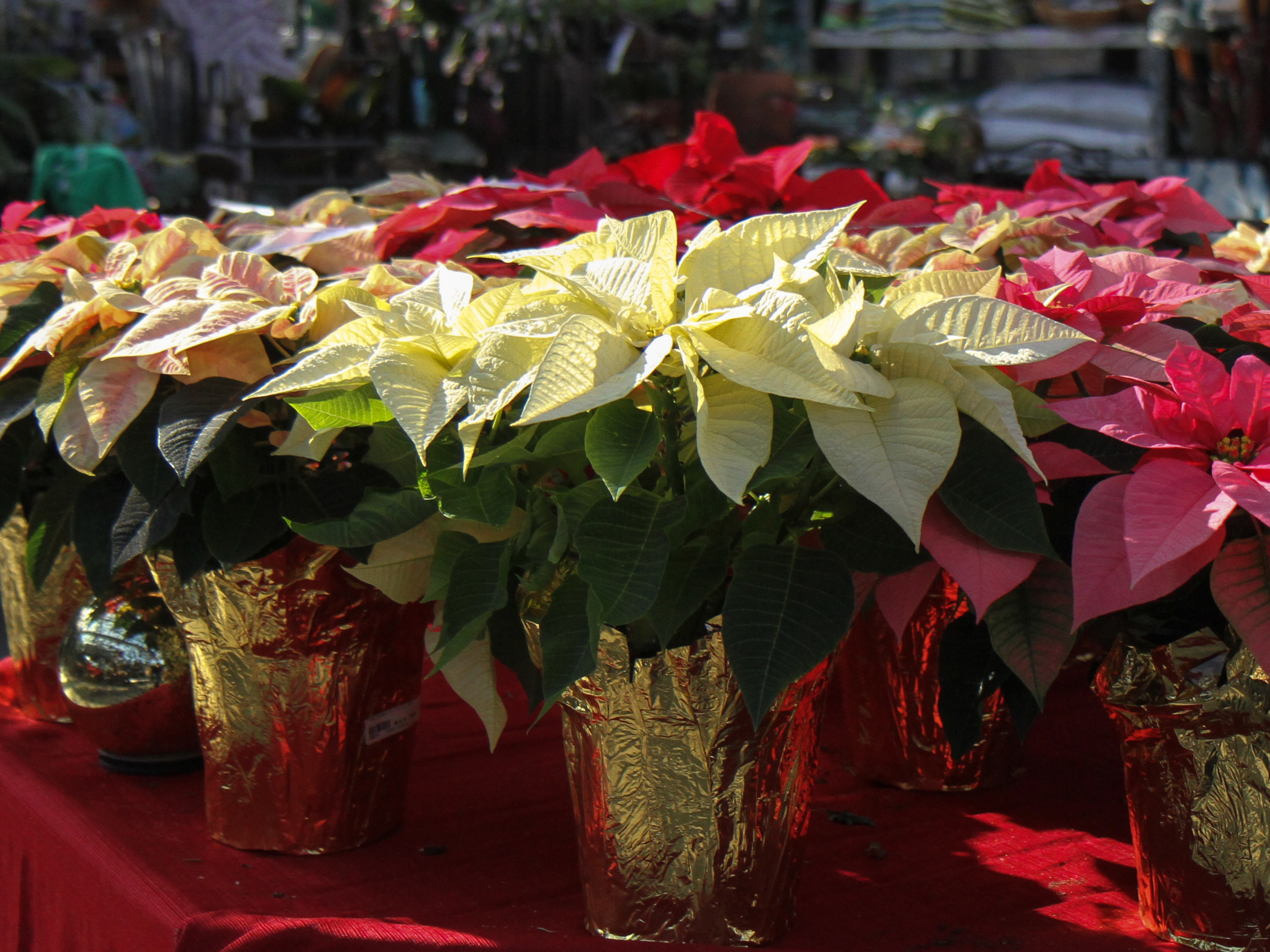 Poinsettias at Frazee Gardens Poinsettias at Frazee Gardens